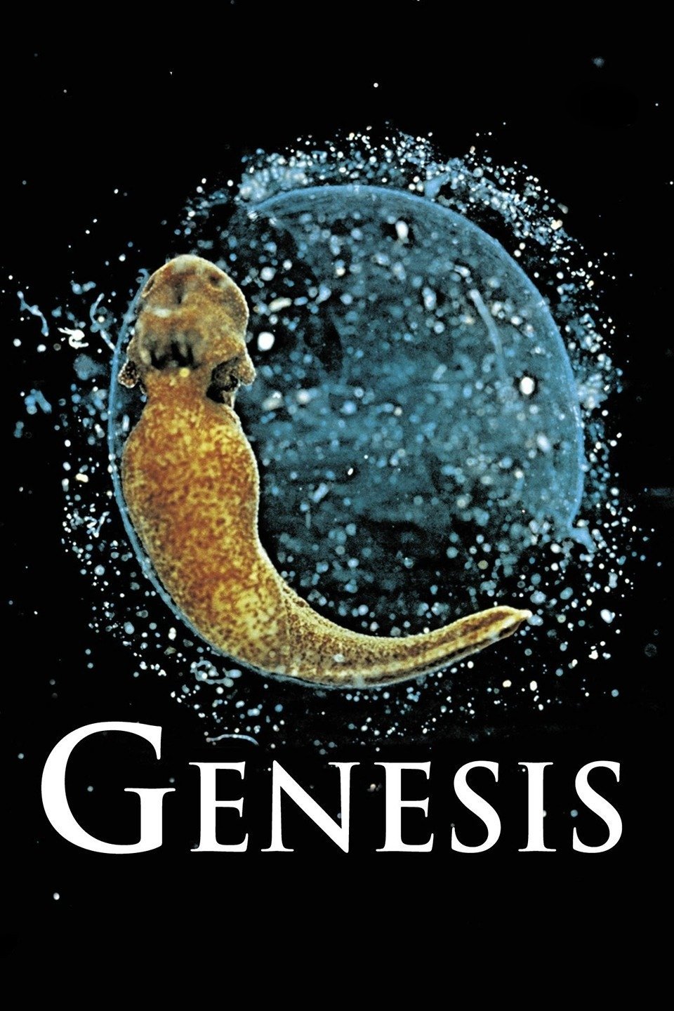 Genesis: Woher kommen wir?